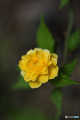 山吹