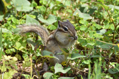 シマリス