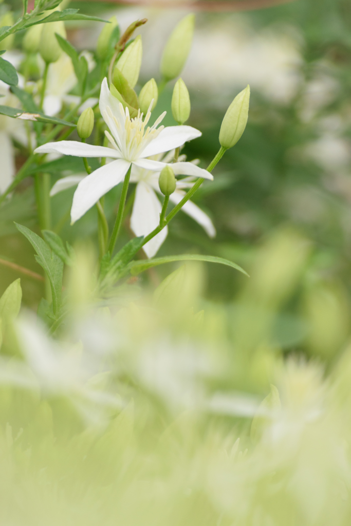 花とつぼみ