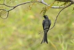 タイ バンコク郊外の公園にて憩う野鳥