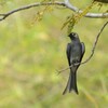 タイ バンコク郊外の公園にて憩う野鳥