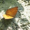 水がないのに吸水 波蛺蝶