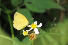 吸蜜の直前 キチョウ