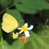 吸蜜の直前 キチョウ