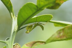 11月に新子 カマキリの赤ちゃん