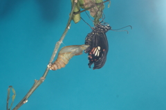 アゲハ蝶の羽化　神秘的