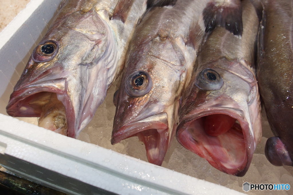 新鮮 魚市場