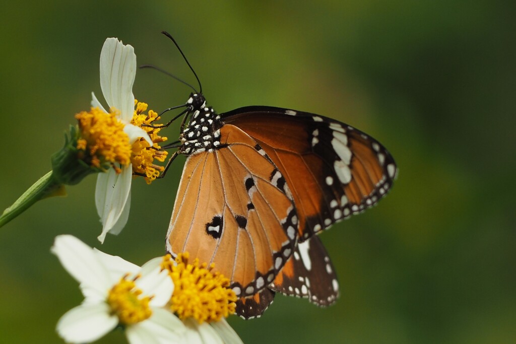 カバマダラ　樺斑蝶