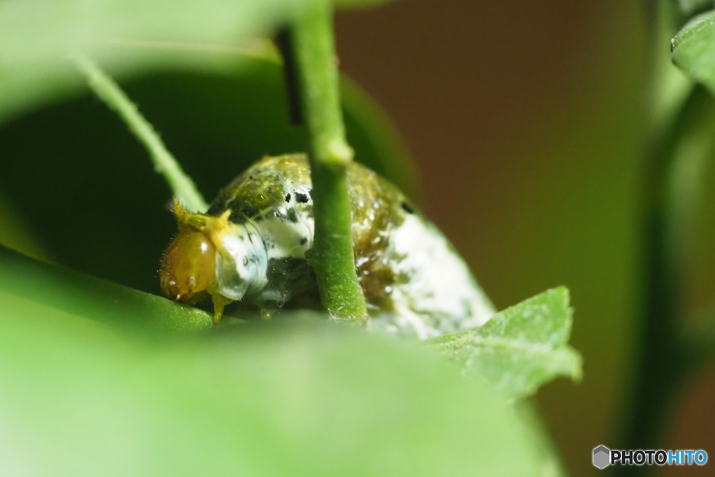 シロオビアゲハの幼虫 3齢幼虫