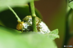 シロオビアゲハの幼虫 3齢幼虫
