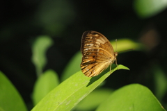 タイワンキマダラ 台湾黃斑蝶