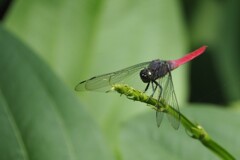 コフキショウジョウトンボ　霜白蜻蛉