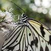接近できる　オオゴマダラ 大白斑蝶