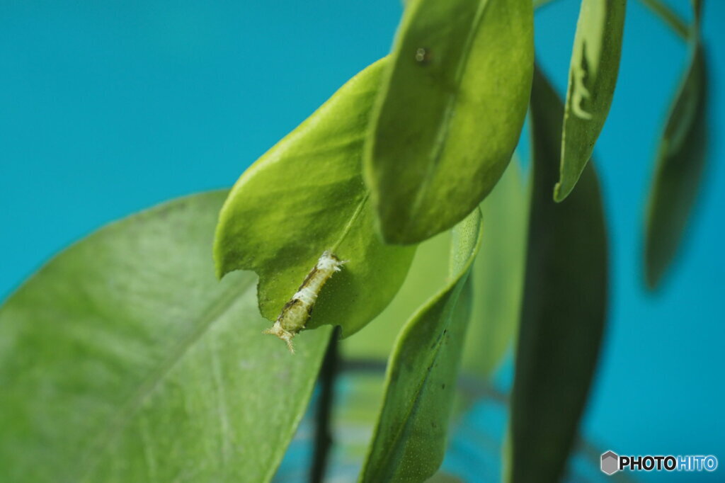 シロオビアゲハの幼虫 若葉を食べる