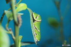 シロオビアゲハの終齢幼虫