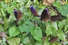 乱舞 台湾のマダラ蝶 紫斑蝶 集団越冬