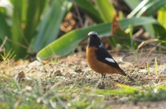 台湾にもいるジョウビタキ オス