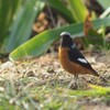 台湾にもいるジョウビタキ オス
