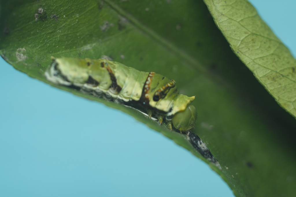 アゲハ蝶の脱皮　脱いだ皮を食べる