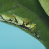 アゲハ蝶の脱皮　脱いだ皮を食べる
