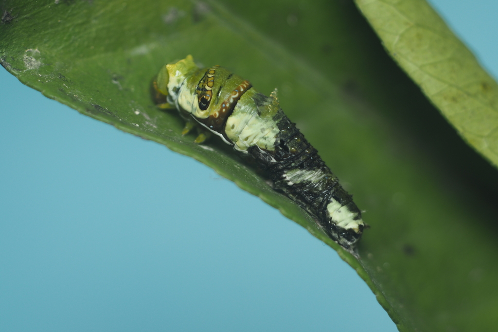 アゲハ蝶の脱皮　終齢幼虫に