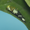アゲハ蝶の脱皮　終齢幼虫に