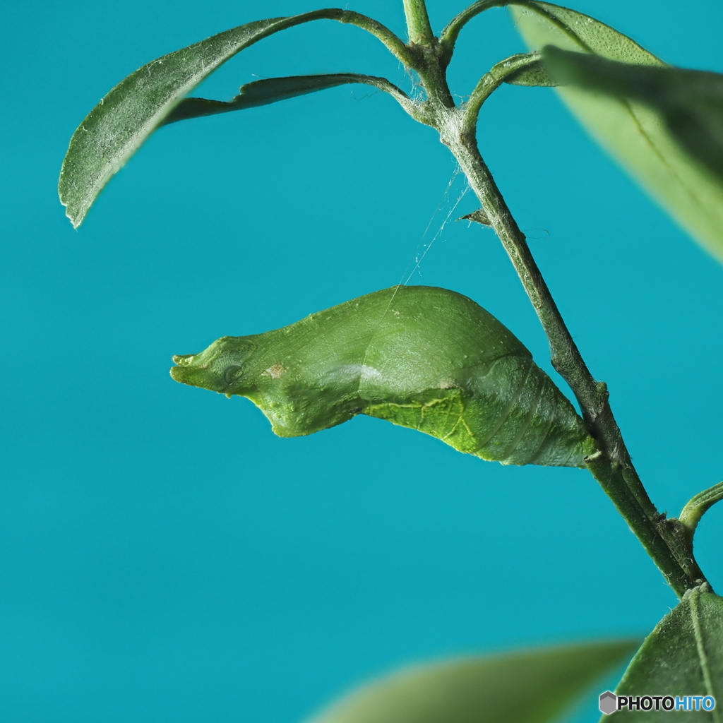 シロオビアゲハの蛹