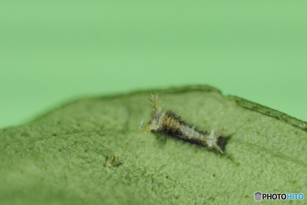 シロオビアゲハの１齢幼虫