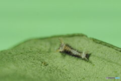 シロオビアゲハの１齢幼虫
