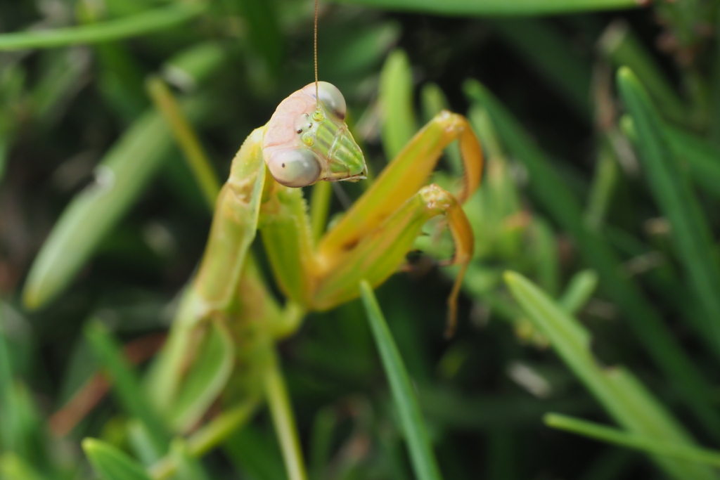 眼光するどい　オオカマキリ