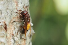 ツマグロスズメバチ　黃腰虎頭蜂