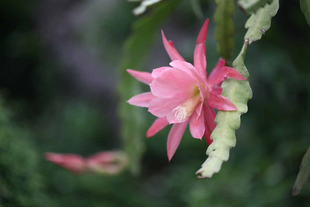 月下美人 花の命は短い