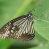 成虫で越冬する青斑蝶 台湾