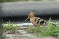 金門島の県鳥 戴勝