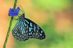 ウスコモンマダラ　琉球青斑蝶