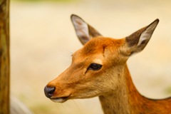 奈良公園