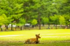 奈良公園