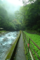 川・隔・緑
