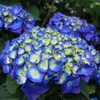  Hydrangea
