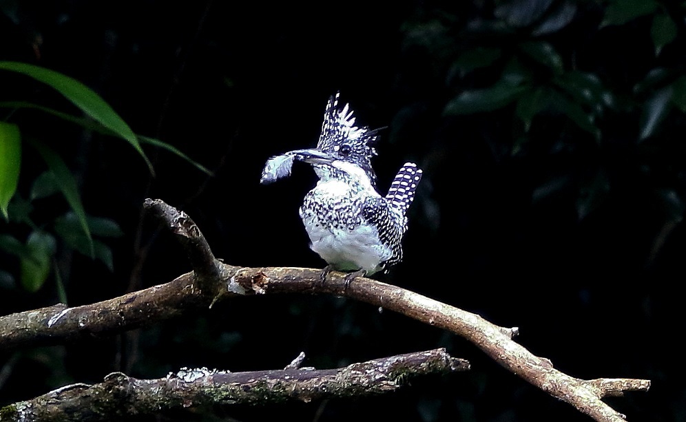 疑似餌でこれから餌取り