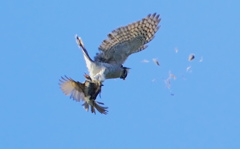 ハイタカとヒヨドリ