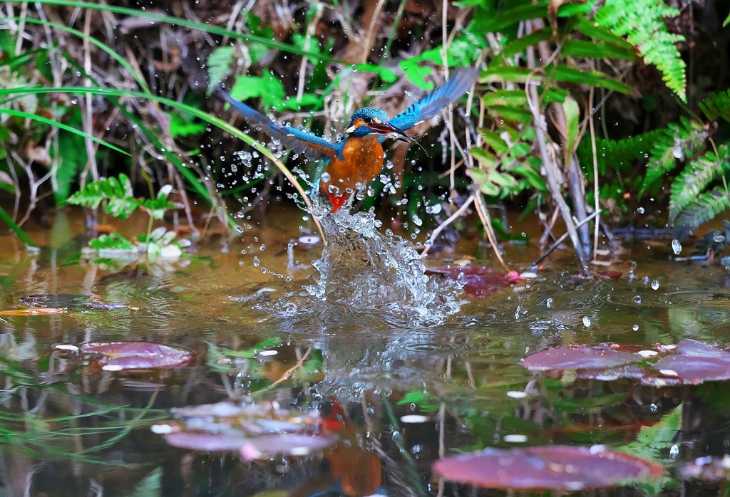 久しぶりのカワセミ
