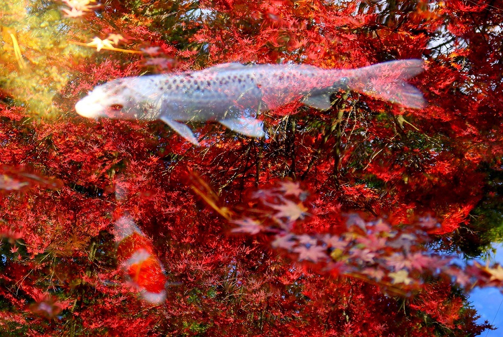 池の紅葉