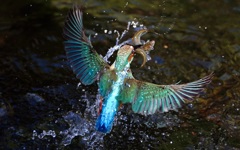 カワセミ