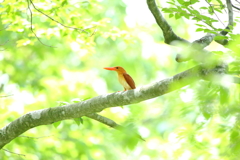 アカショウビン