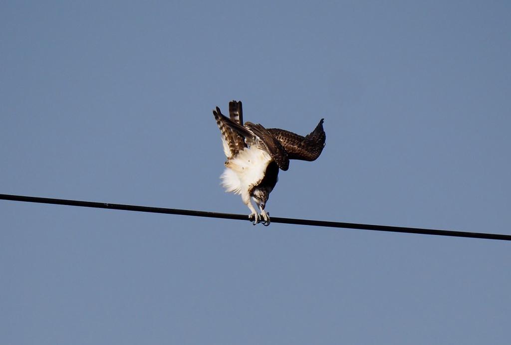 ミサゴが鉄棒の練習？