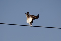 ミサゴが鉄棒の練習？