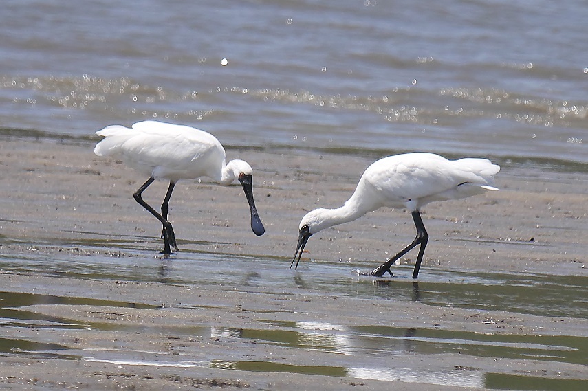 クロツラヘラサギ