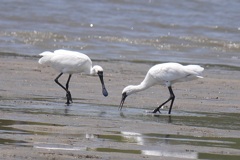 クロツラヘラサギ