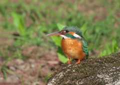 カワセミ♀